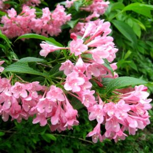 Вейгела цветущая «Розеа» в Волоколамске