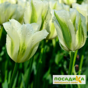 Тюльпан зеленоцветный СПРИНГ ГРИН в Волоколамске