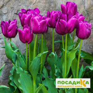 Тюльпан многоцветковый Пурпл Букет в Волоколамске