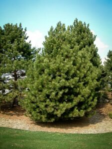 Сосна Чёрная (Pinus Nigra) в Волоколамске