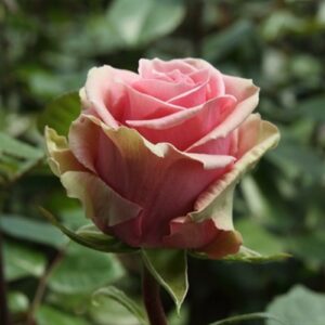 Роза чайно-гибридная Геральдина в Волоколамске