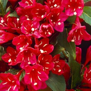 Вейгела цветущая «Ред Принц» в Волоколамске