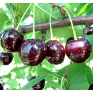 Саженцы вишни — Чудо-вишня в Волоколамске