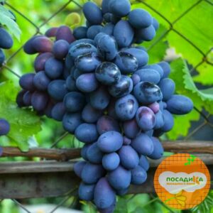 Ароматный и сладкий виноград «Августа» в Волоколамске