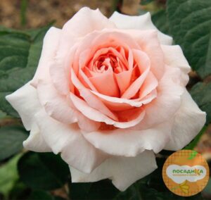 Роза чайно-гибридная  Амелия в Волоколамске