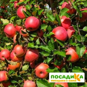 Яблоня Фуджи в Волоколамске