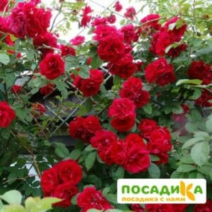 Роза плетистая Амадеус в Волоколамске
