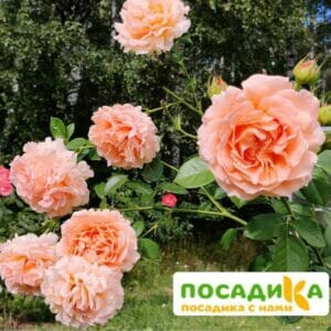 Роза плетистая Полька в Волоколамске