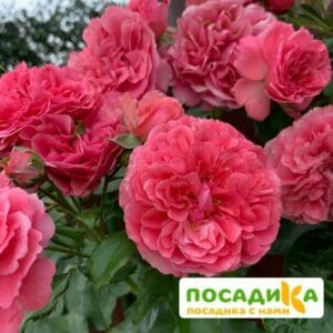 Роза плетистая Розариум Ютерзен в Волоколамске