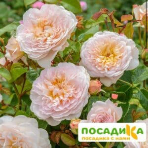 Роза плетистая Эмили Грей в Волоколамске