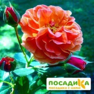 Роза Арабия в Волоколамске