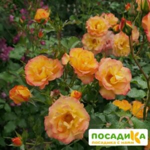 Роза Сахара в Волоколамске
