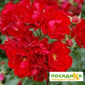 Роза Центро-Розе в Волоколамске