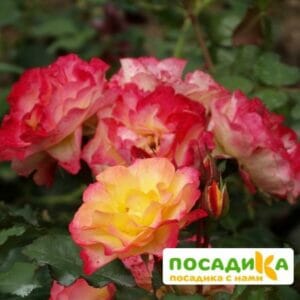Роза ЛандЛуст в Волоколамске