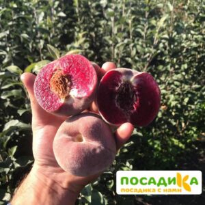 Персики с красной мякотью ЭРИТРОКАРПА в Волоколамске