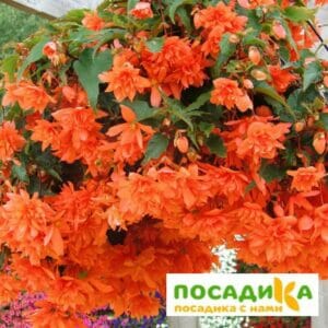 Бегония ампельная оранжевая в Волоколамске