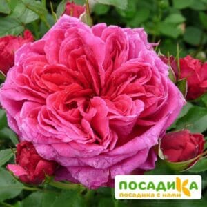 Шраб Роза Соул в Волоколамске